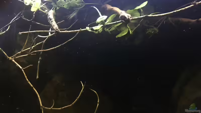 Dekoration im Aquarium DARK ROOTS (aufgelöst) von der Steirer (53)