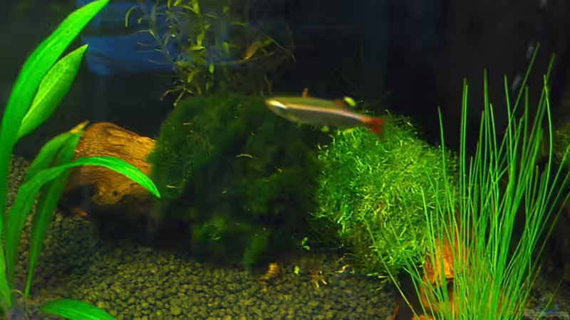 Dekoration im Aquarium Das  Besatzvorschlagsbecken von Shart (3)