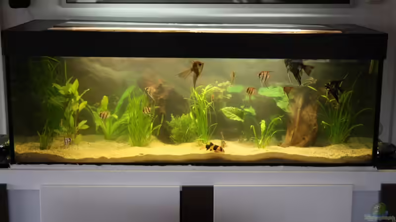 Dekoration im Aquarium Das Flagschiff von schnapper (12)