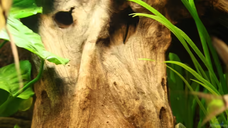 Dekoration im Aquarium Das Flagschiff von schnapper (13)