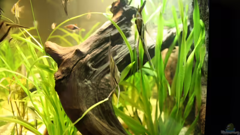 Dekoration im Aquarium Das Flagschiff von schnapper (14)