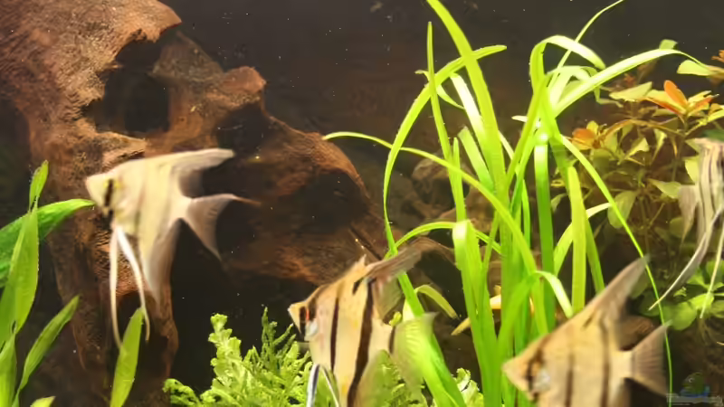 Dekoration im Aquarium Das Flagschiff von schnapper (16)