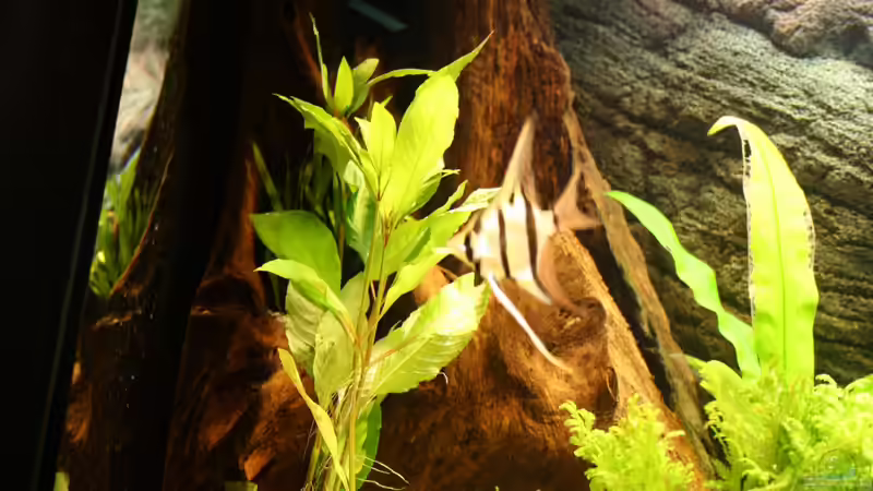 Dekoration im Aquarium Das Flagschiff von schnapper (17)