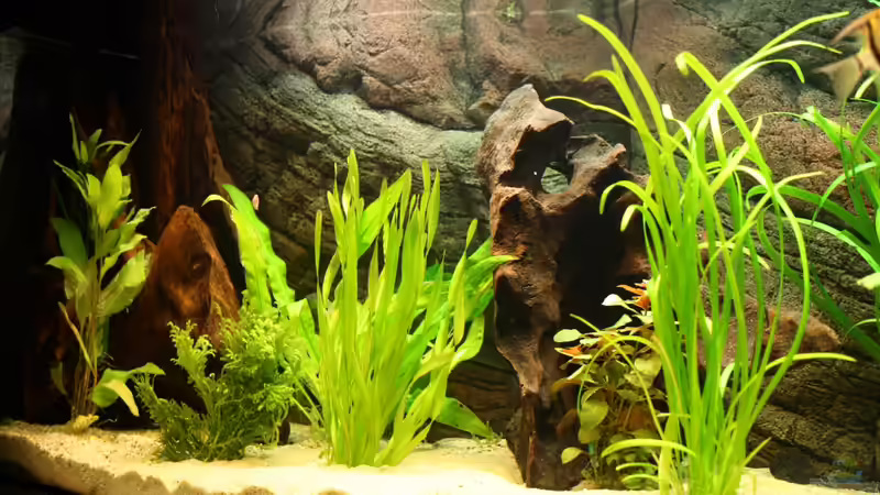 Dekoration im Aquarium Das Flagschiff von schnapper (18)