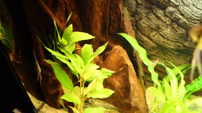 Dekoration im Aquarium Das Flagschiff von schnapper (20)