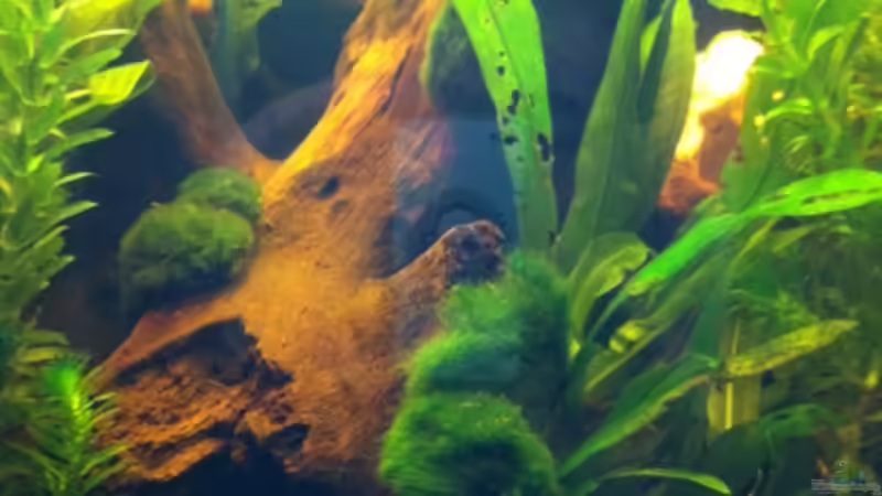 Dekoration im Aquarium Das Hufeisen von GenesisEpoche (10)