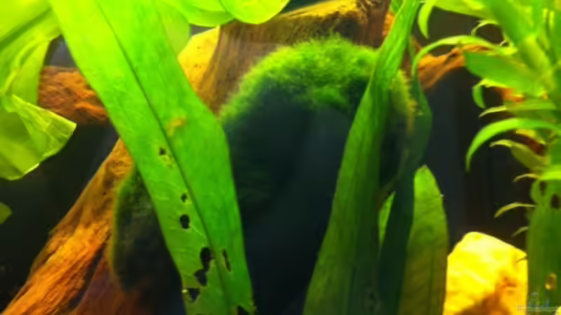 Dekoration im Aquarium Das Hufeisen von GenesisEpoche (9)