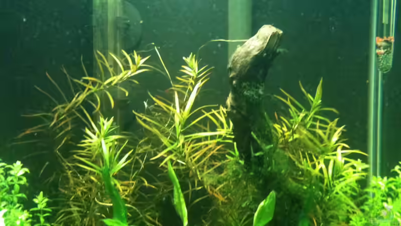 Dekoration im Aquarium Das kleine, Grüne von Andrea Rüter (3)