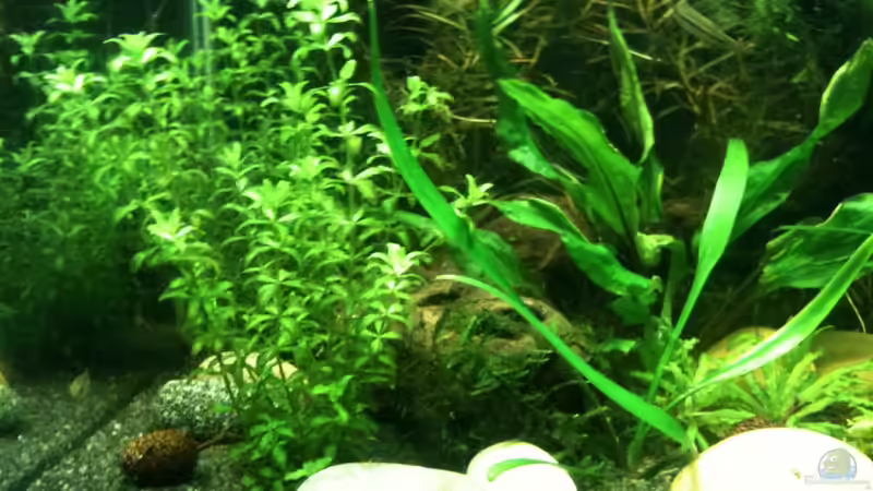 Dekoration im Aquarium Das kleine, Grüne von Andrea Rüter (5)