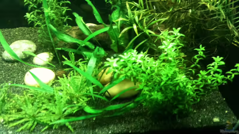 Dekoration im Aquarium Das kleine, Grüne von Andrea Rüter (6)