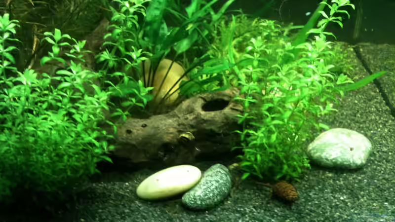 Dekoration im Aquarium Das kleine, Grüne von Andrea Rüter (7)