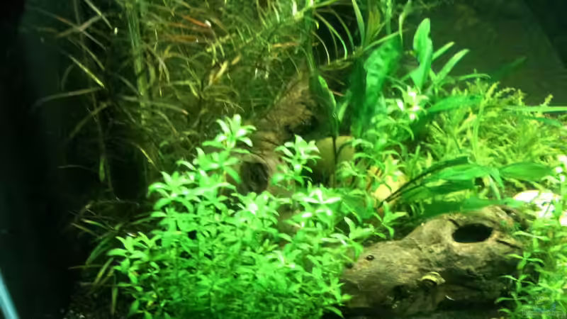 Dekoration im Aquarium Das kleine, Grüne von Andrea Rüter (8)