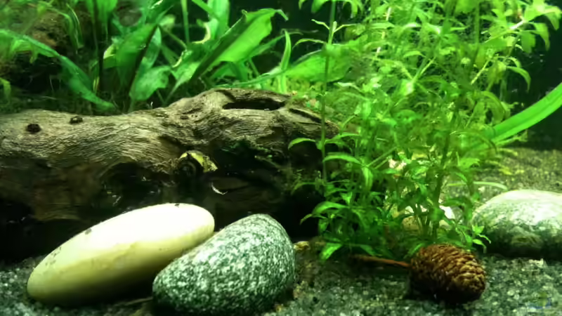 Dekoration im Aquarium Das kleine, Grüne von Andrea Rüter (9)