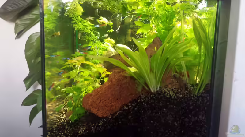 Dekoration im Aquarium Das Verschollene etwas.... von Kevin Engelsberger (4)