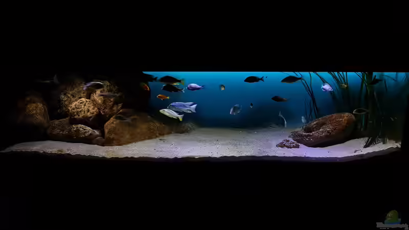Dekoration im Aquarium Deep Blue Malawi von Limited (8)