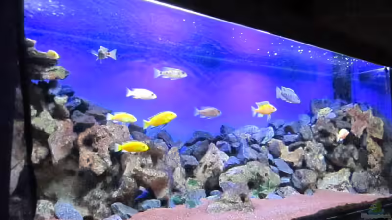 Dekoration im Aquarium Deep blue Malawi von Malawi-Dude (8)