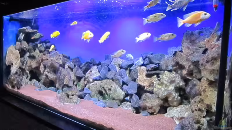 Dekoration im Aquarium Deep blue Malawi von Malawi-Dude (9)