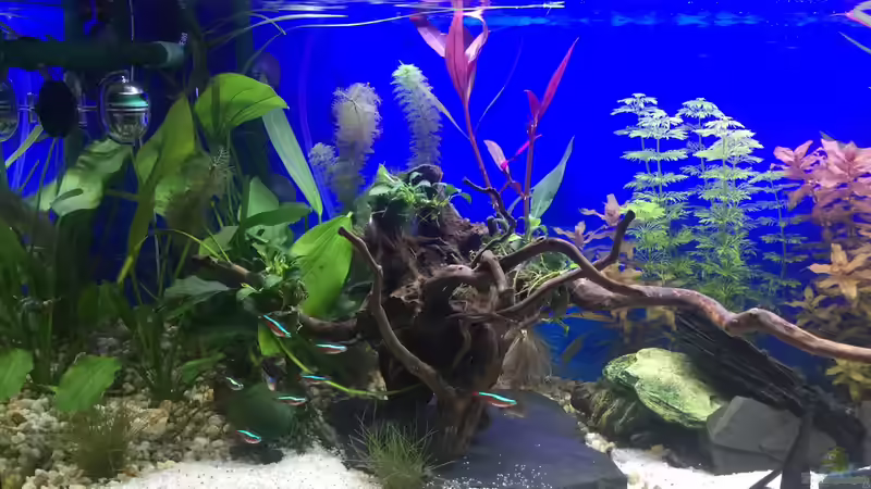 Dekoration im Aquarium Deep Blue Sea von .Andreas. (58)