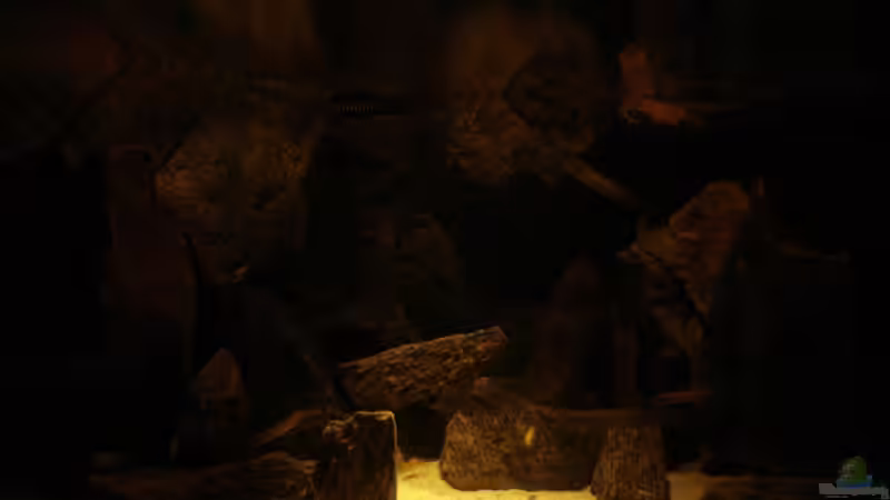 Dekoration im Aquarium Delta Rock von Olaf H. (11)