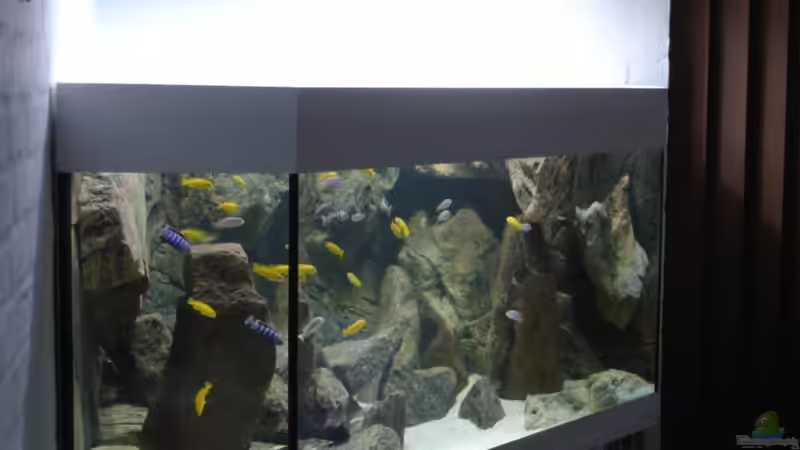 Dekoration im Aquarium Delta Rock von Olaf H. (9)