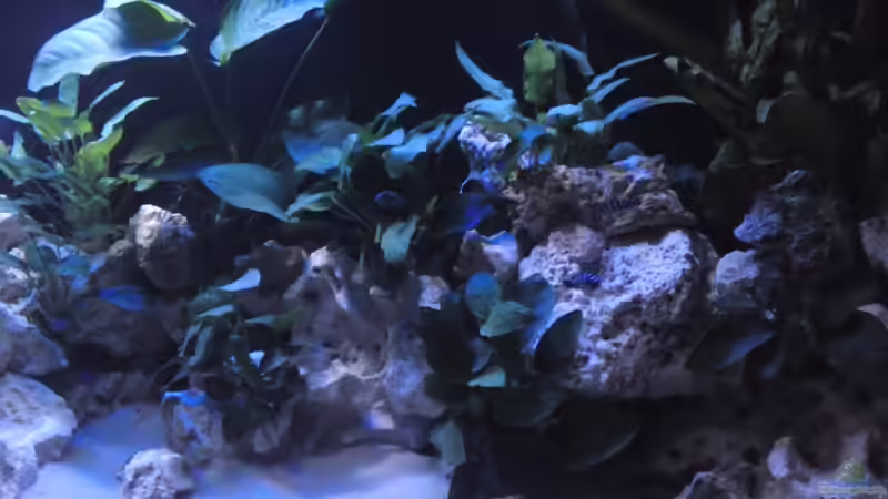 Dekoration im Aquarium Demasoni´s Paradise von Mr. Malawi (3)