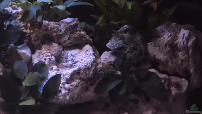 Dekoration im Aquarium Demasoni´s Paradise von Mr. Malawi (4)