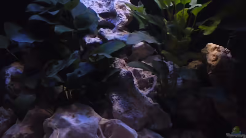 Dekoration im Aquarium Demasoni´s Paradise von Mr. Malawi (6)