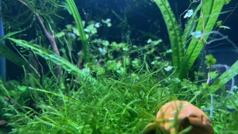 Dekoration im Aquarium DENNERLE Nano von M Bausteine (8)