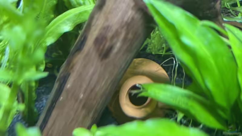 Dekoration im Aquarium DENNERLE Nano von M Bausteine (9)