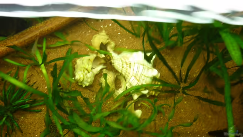 Dekoration im Aquarium Der besondere Tanganjikasee von Tanga (5)