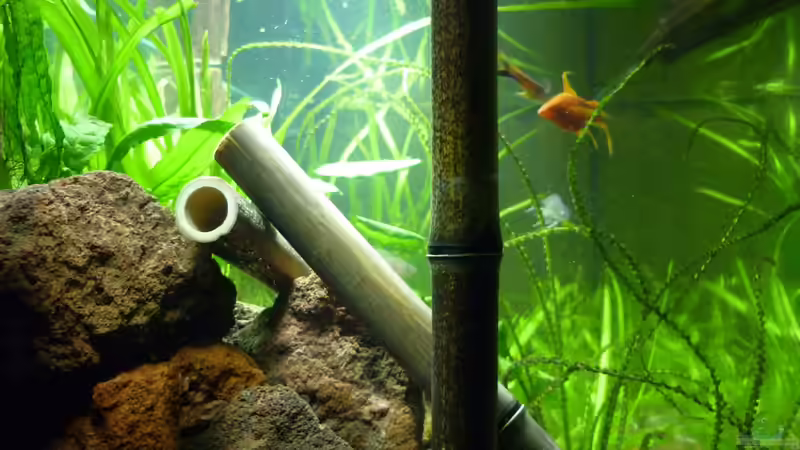 Dekoration im Aquarium Der besondere Tanganjikasee von Tanga (6)