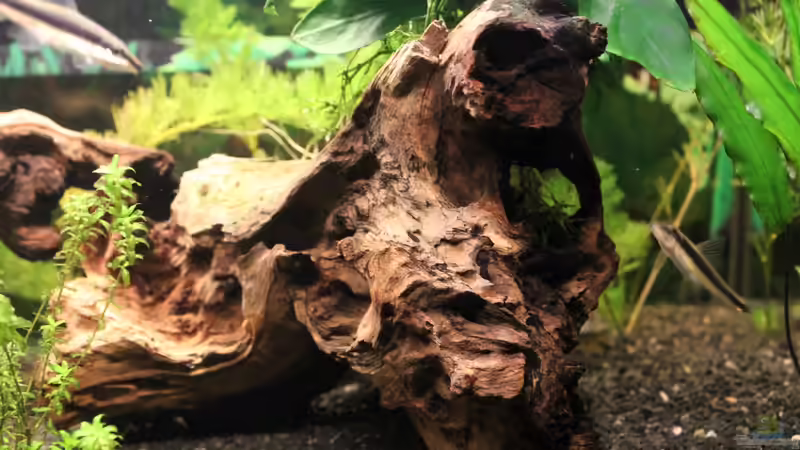 Dekoration im Aquarium Der erste Versuch als Aquarianer von Marc Leu (18)