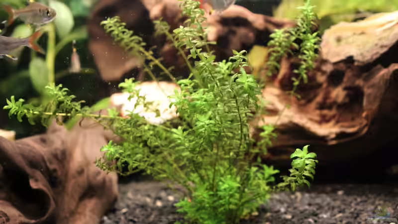 Dekoration im Aquarium Der erste Versuch als Aquarianer von Marc Leu (20)