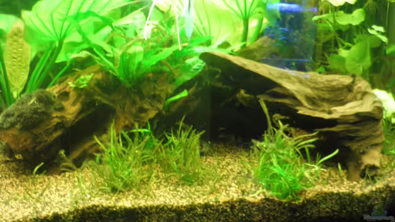 Dekoration im Aquarium Der erste Versuch von Mario_83 (7)