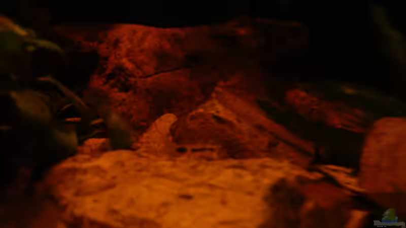 Dekoration im Aquarium Dicrossus von Cichlid Power (19)