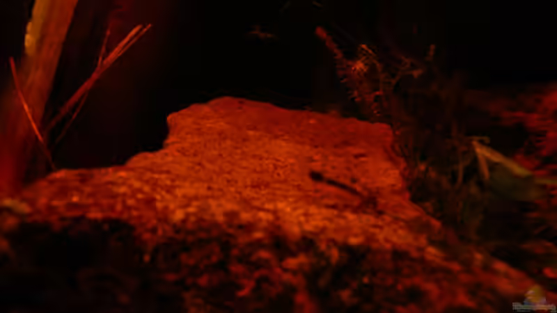 Dekoration im Aquarium Dicrossus von Cichlid Power (21)