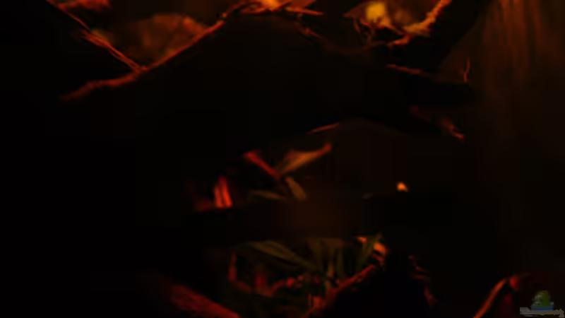 Dekoration im Aquarium Dicrossus von Cichlid Power (22)