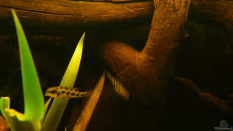 Dekoration im Aquarium Dicrossus von Cichlid Power (23)