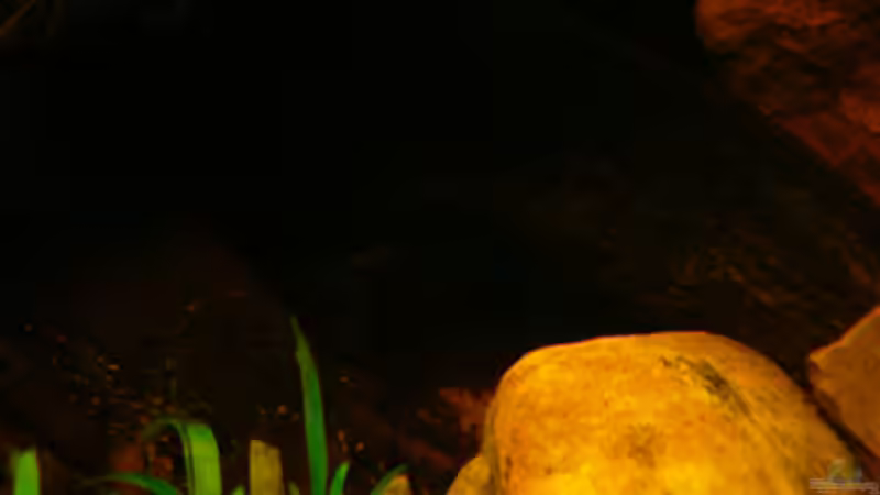 Dekoration im Aquarium Dicrossus von Cichlid Power (24)