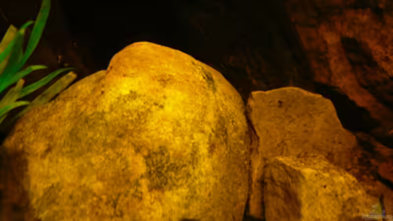 Dekoration im Aquarium Dicrossus von Cichlid Power (26)