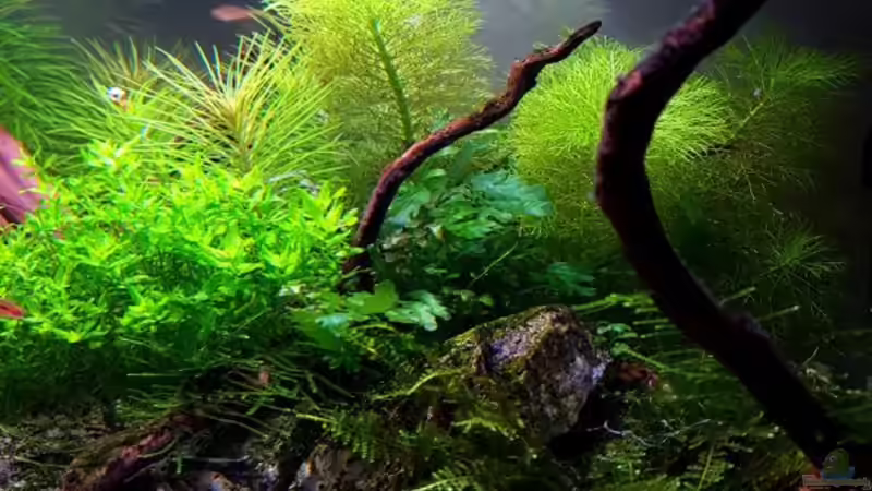 Dekoration im Aquarium Die Minis (Nur noch Beispiel) von YoshiMaus (10)