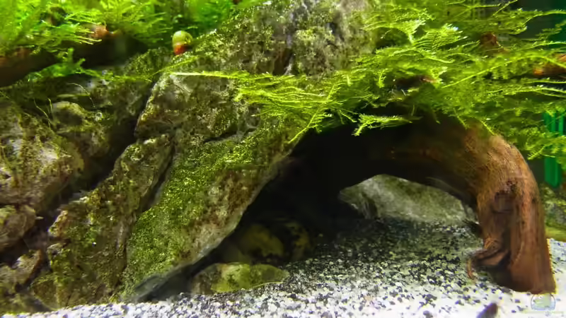 Dekoration im Aquarium Die Minis (Nur noch Beispiel) von YoshiMaus (11)
