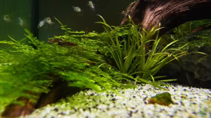 Dekoration im Aquarium Die Minis (Nur noch Beispiel) von YoshiMaus (12)