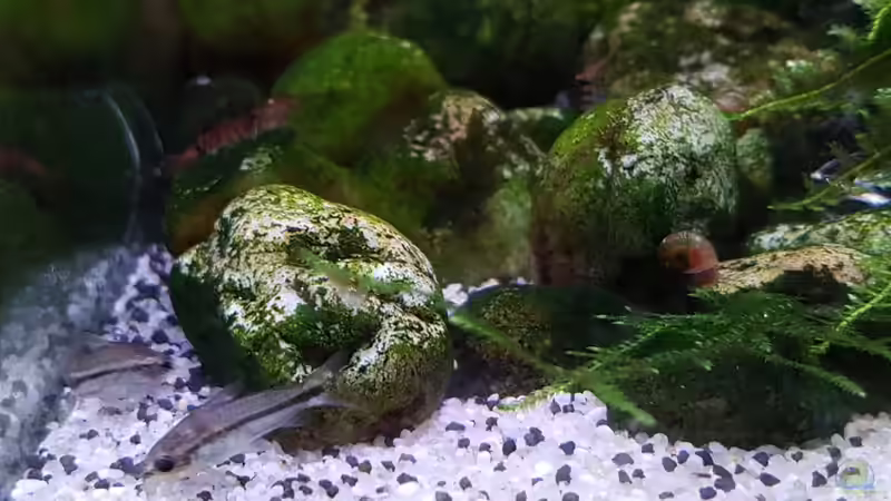 Dekoration im Aquarium Die Minis (Nur noch Beispiel) von YoshiMaus (8)