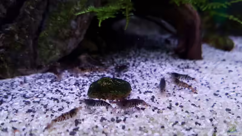 Dekoration im Aquarium Die Minis (Nur noch Beispiel) von YoshiMaus (9)