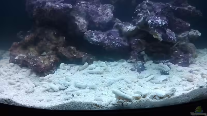 Dekoration im Aquarium Dirk&#039;s Sera cube marin von Dirk Simons (2)