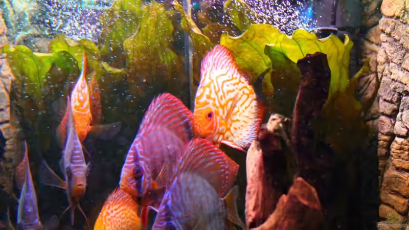 Dekoration im Aquarium Diskus Aquarium L-Form von Daniel O. (4)