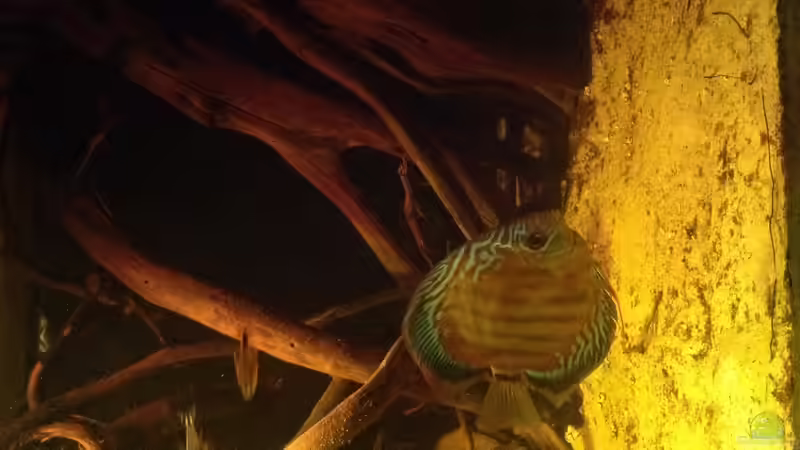 Dekoration im Aquarium Diskus Biotop von Amamazonas Diskus (9)