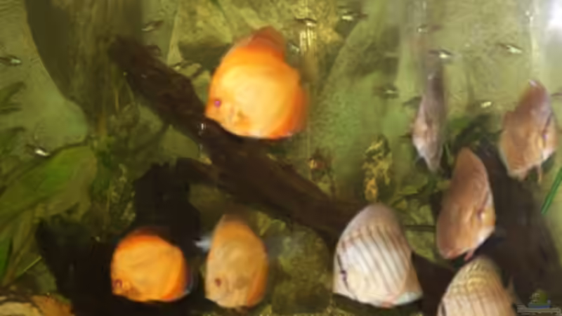 Dekoration im Aquarium Diskus Panorama 160 von andreas45 (9)