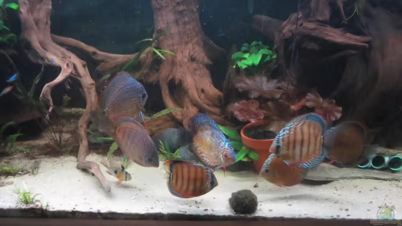 Dekoration im Aquarium Diskus Traum # abgebaut# von Amamazonas Diskus (5)